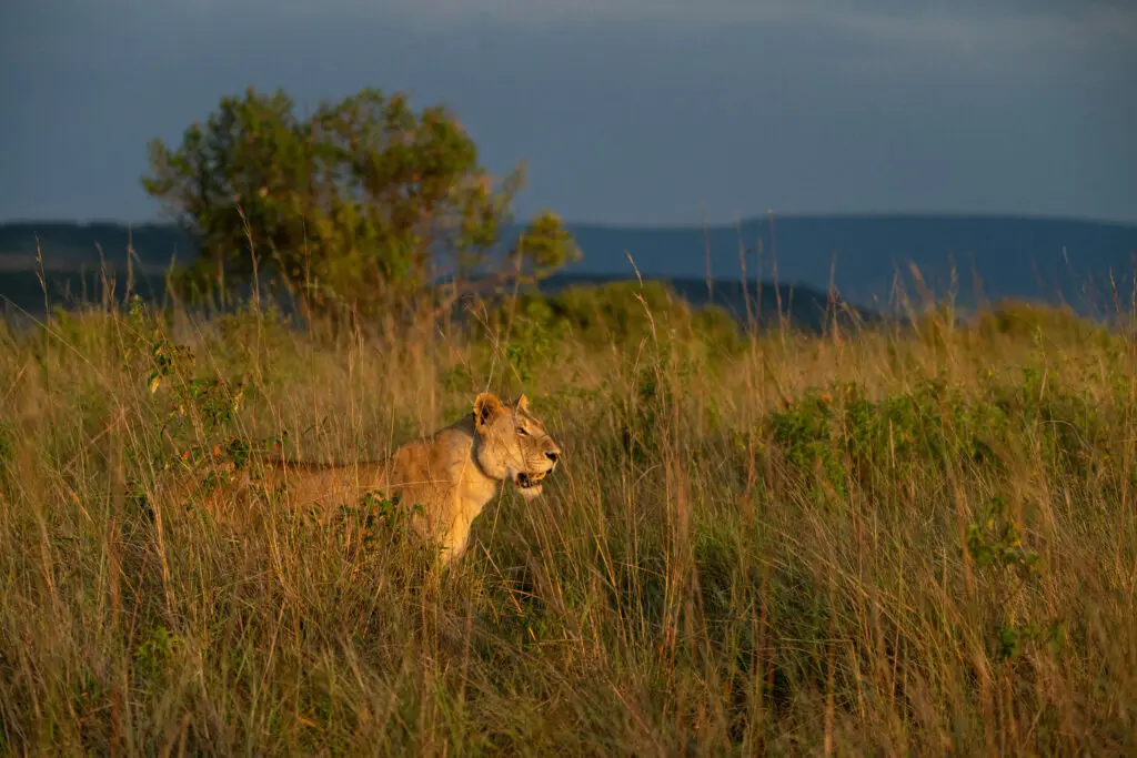 Lioness standing in the sunlit grass at Rekero Camp, East Africa