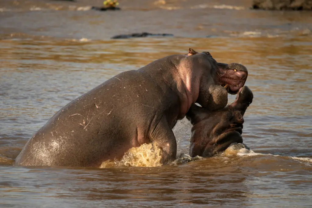 Two playful hippos in the water at Rekero Camp, East Africa