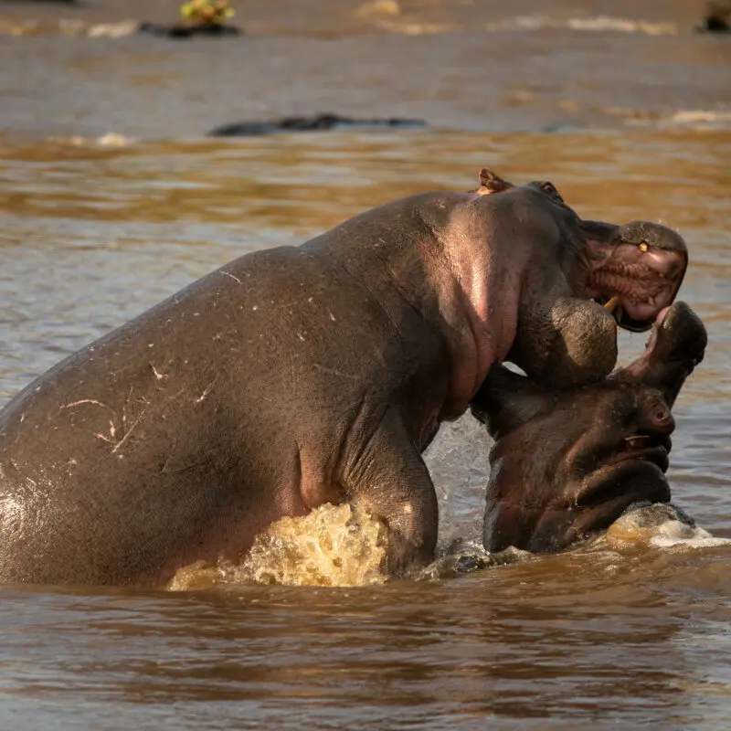 Two playful hippos in the water at Rekero Camp, East Africa