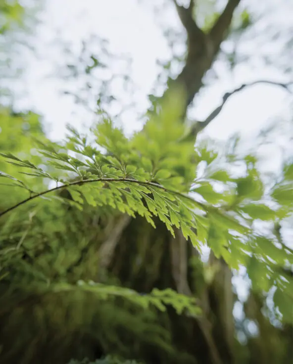 Close up of fern leaves in east africa, asilia b-corp certified