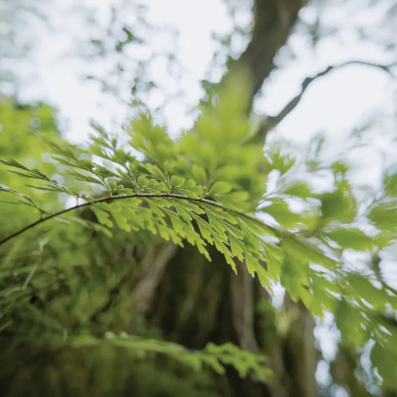 Close up of fern leaves in east africa, asilia b-corp certified