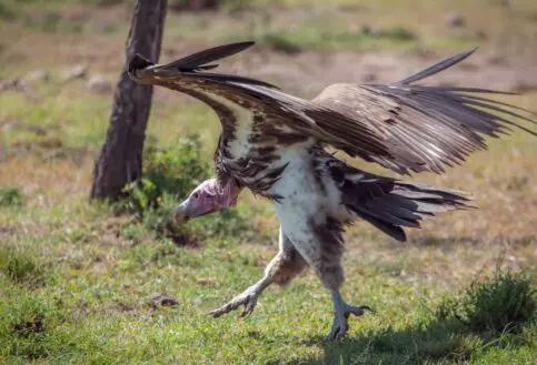 A Lappet-faced Vulture.