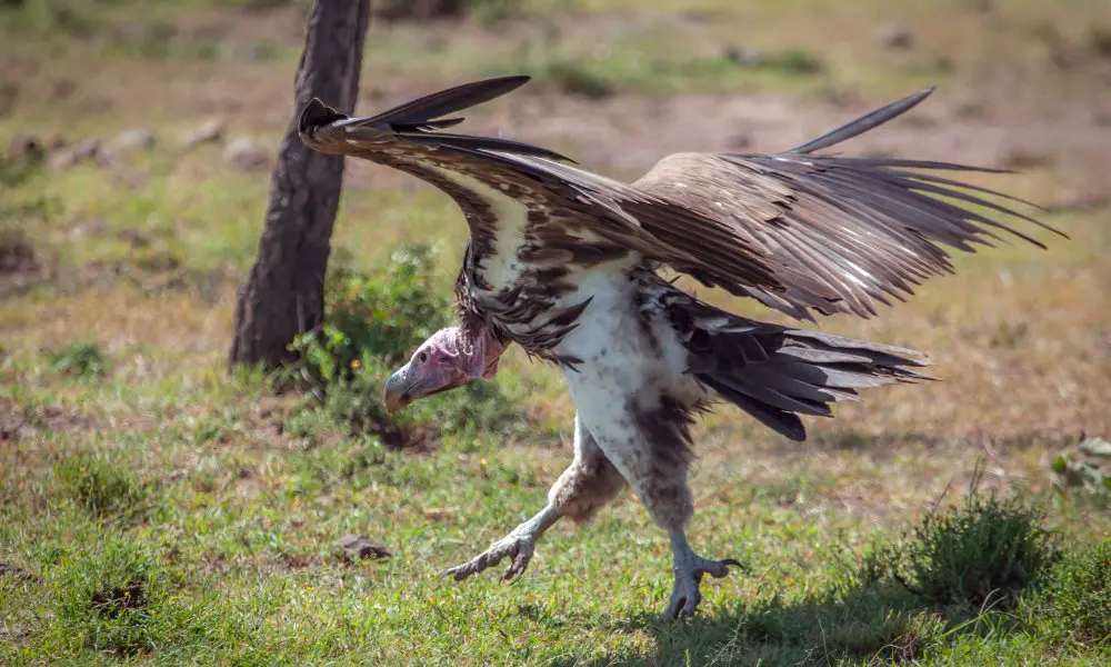A Lappet-faced Vulture.