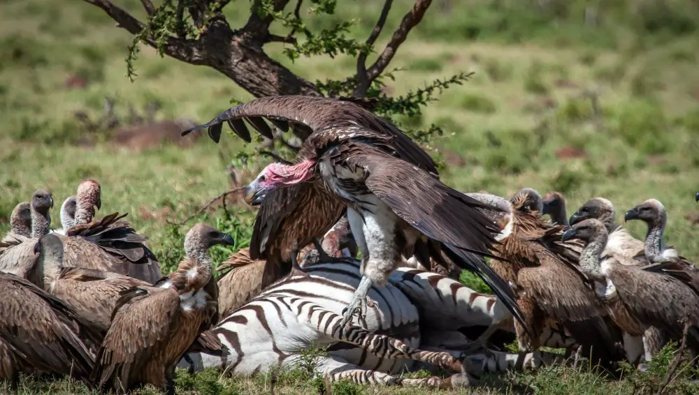 A Lappet-faced Vulture asserting dominance on a zebra carcass.