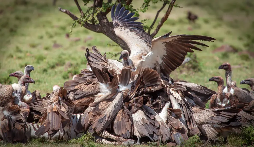 A wake of White-backed Vultures engulf a zebra carcass.