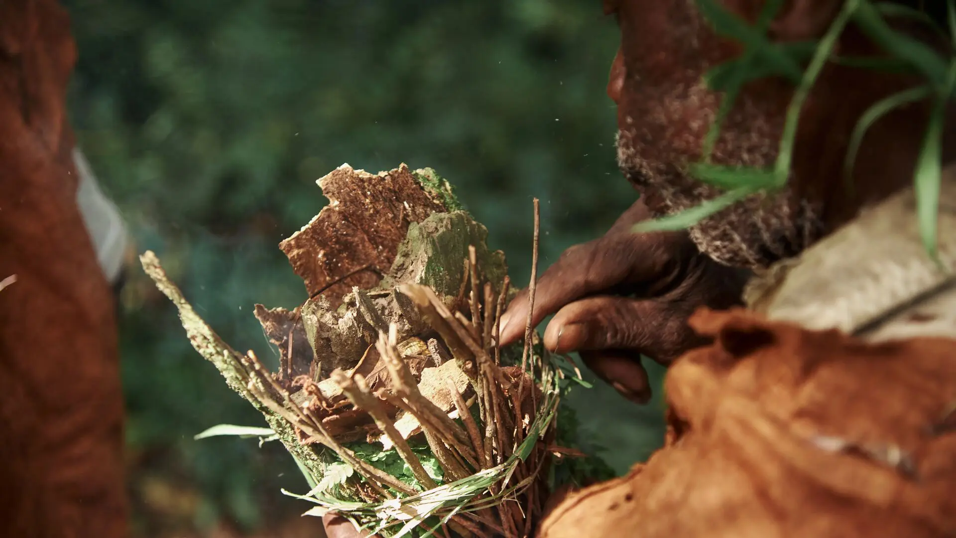 Close-up of hands holding and preparing pieces of bark and plants in a forest setting