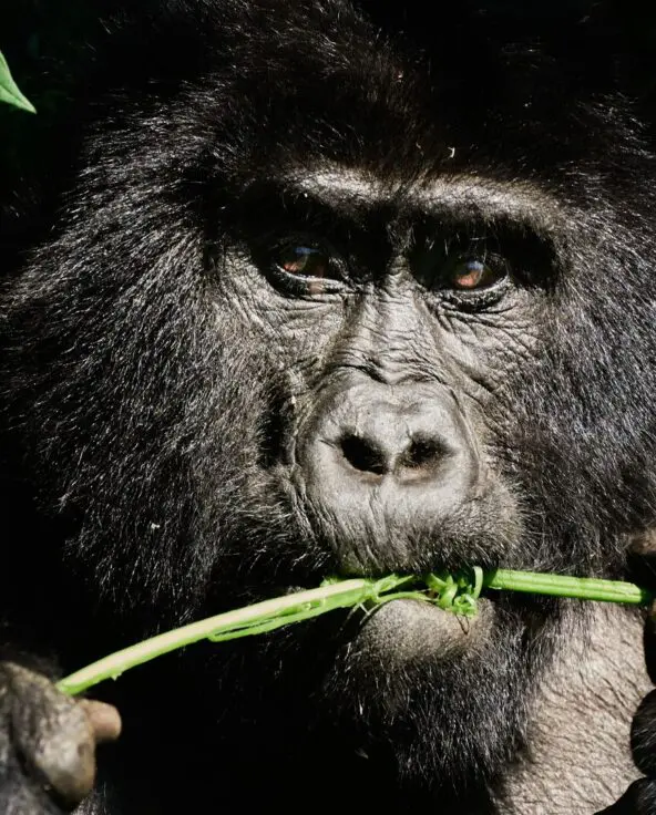 A close-up of a mountain gorilla chewing a green stem surrounded by foliage