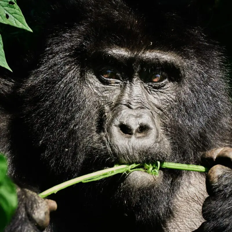 A close-up of a mountain gorilla chewing a green stem surrounded by foliage