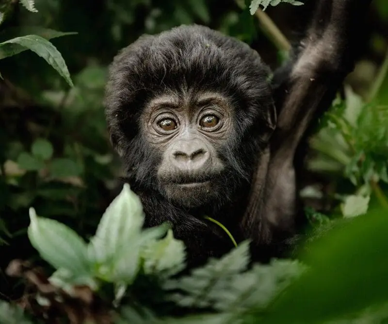 A baby gorilla in the Bwindi Impenetrable Forest.
