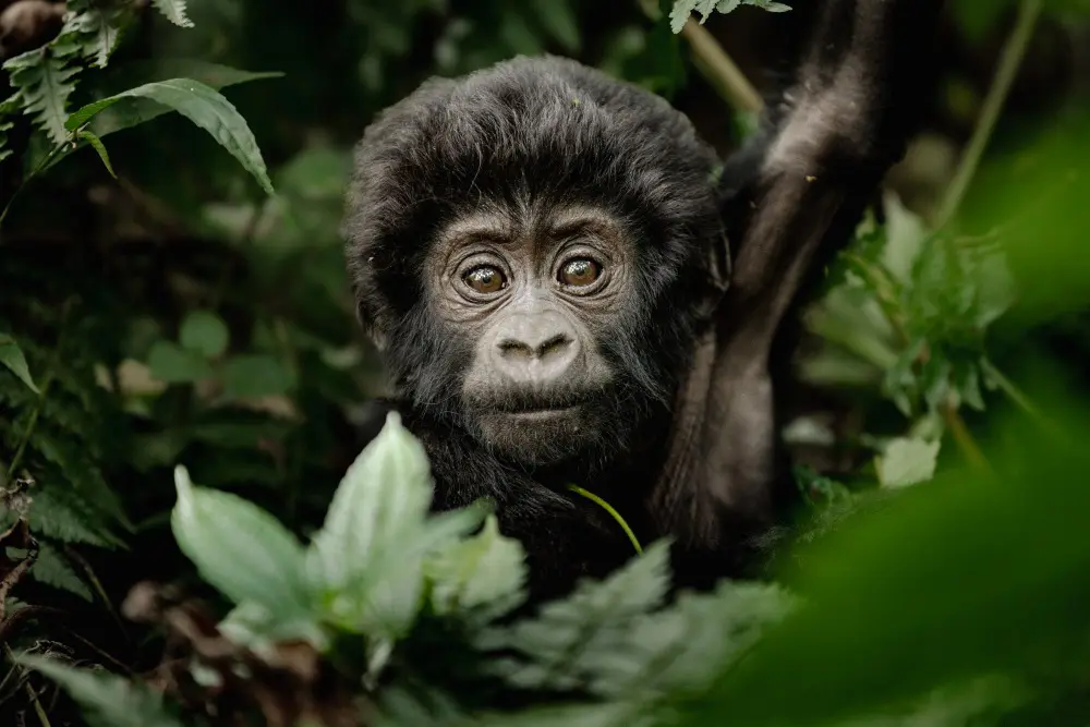 A baby gorilla in the Bwindi Impenetrable Forest.