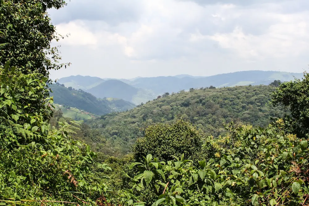 The densely forested slopes of Bwindi Impenetrable Forest in Uganda