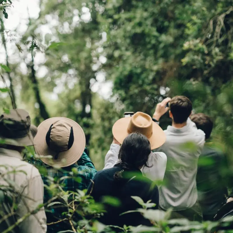 A group on a gorilla trek aim their binoculars to the thick forest foliage