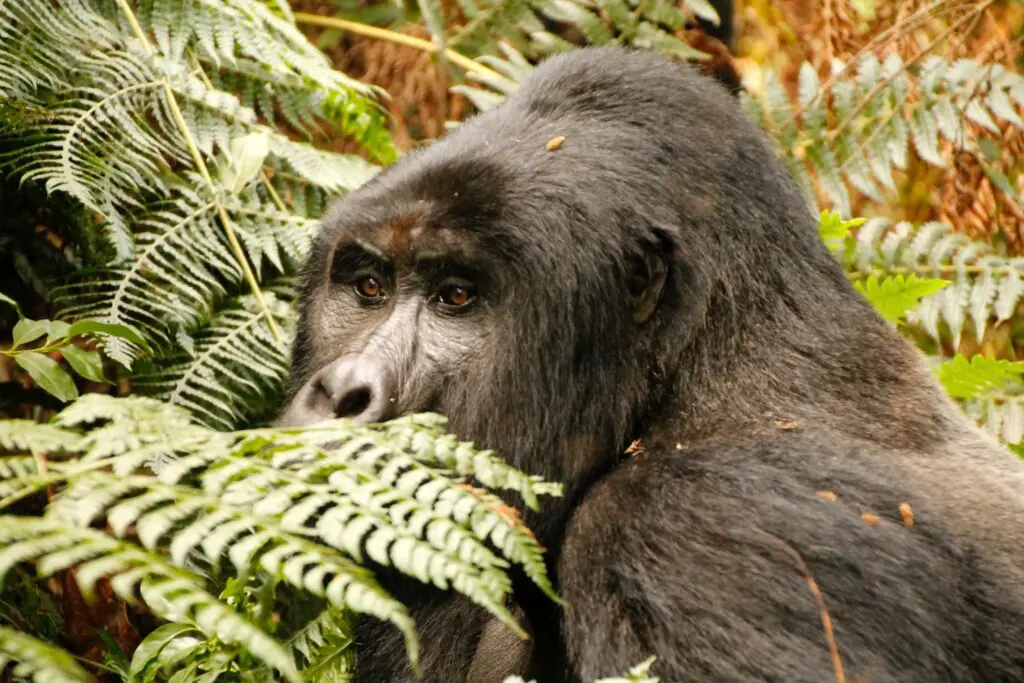 A male gorilla hides among the ferns in Uganda's Bwindi Impenetrable Forest