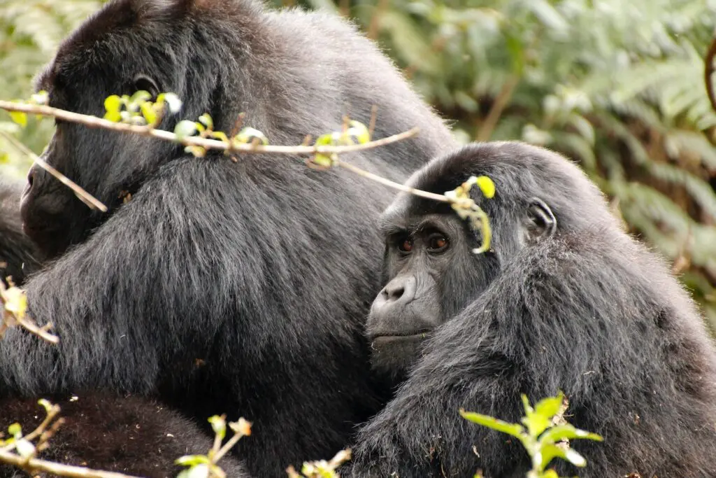 A young gorilla clings to the back of an adult gorilla in Bwindi Impenetrable National park, Uganda