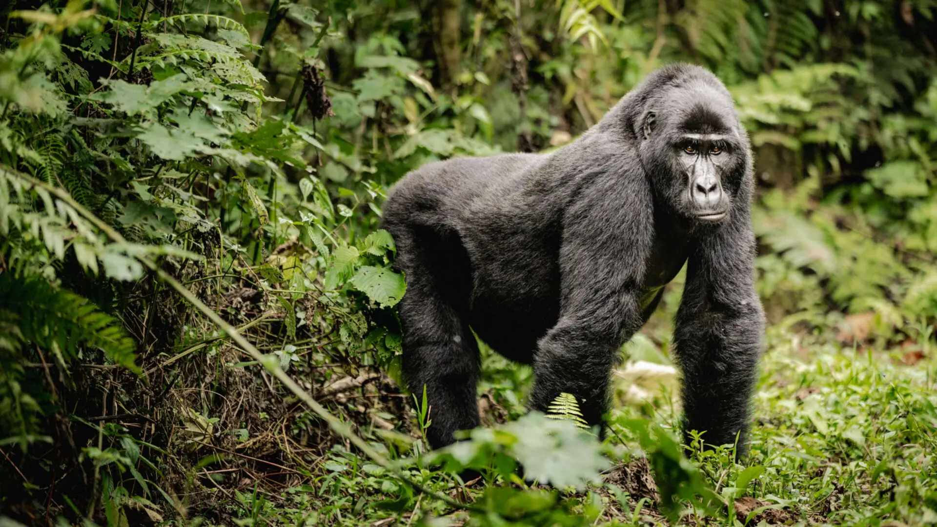 A gorilla stares down the camera within the thick forest vegetation.