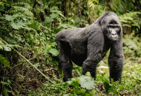 A gorilla stares down the camera within the thick forest vegetation.