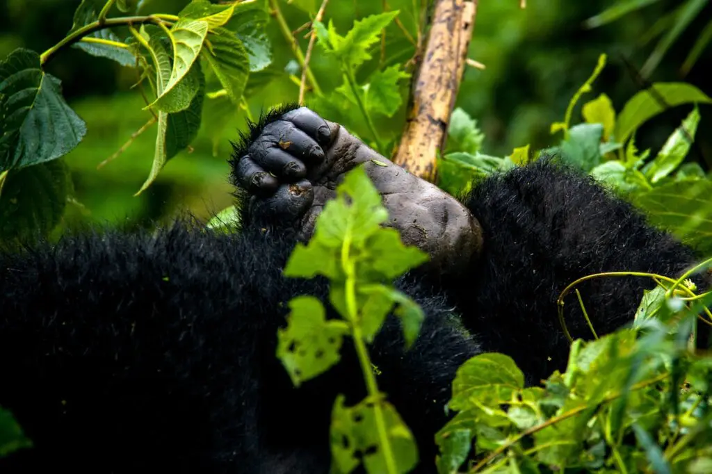 A young gorilla foot peeks out from the dense foliage in Rwanda