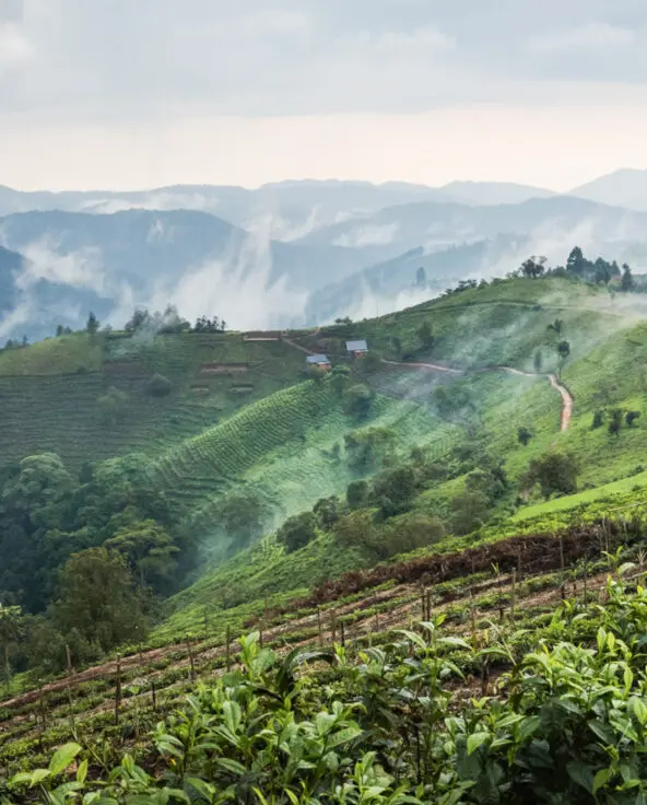 View over the Bwindi Impenetrable Forest, Erebero Hills, Uganda