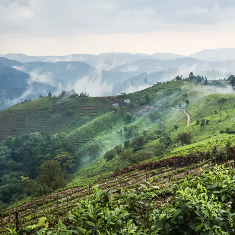 View over the Bwindi Impenetrable Forest, Erebero Hills, Uganda