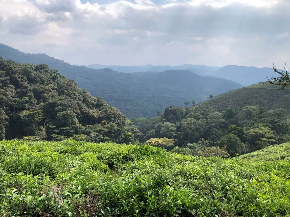 Views of the hills surrounding the site for the lodge.