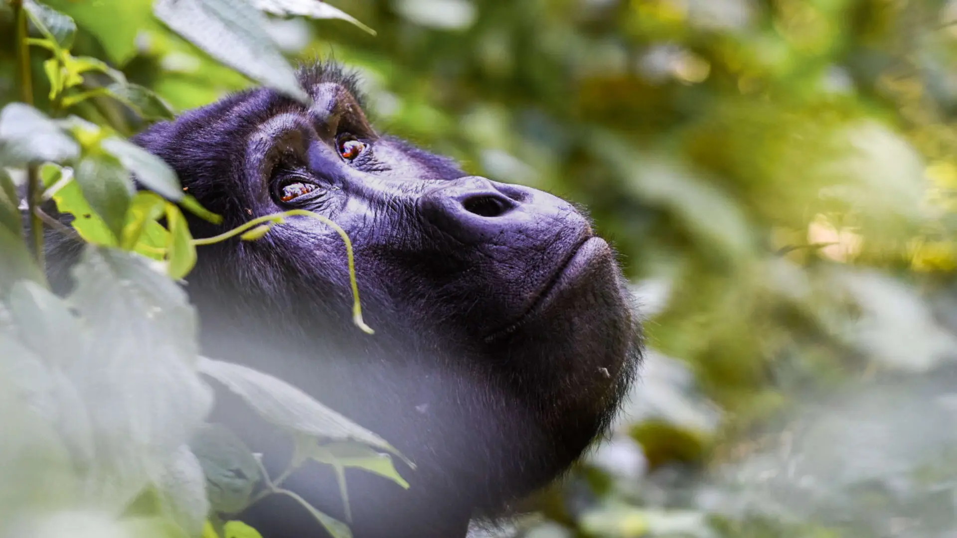 gorilla looking up into the trees in bwindi impenetrable forest, uganda