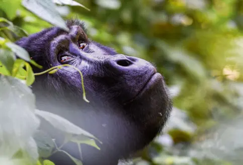 gorilla looking up into the trees in bwindi impenetrable forest, uganda