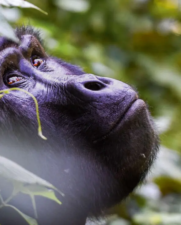 gorilla looking up into the trees in bwindi impenetrable forest, uganda
