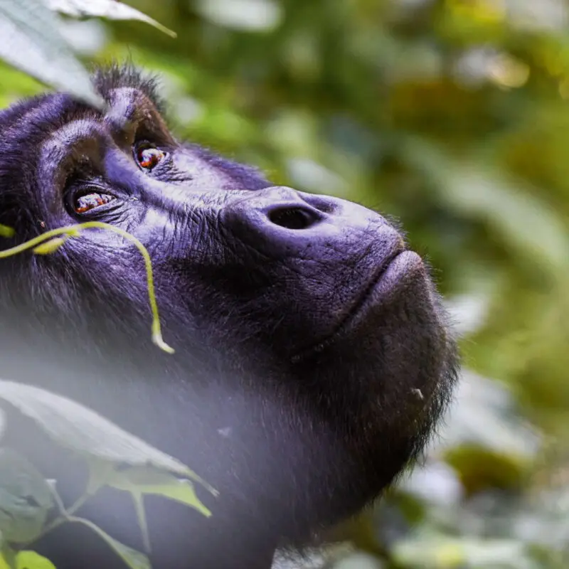 gorilla looking up into the trees in bwindi impenetrable forest, uganda