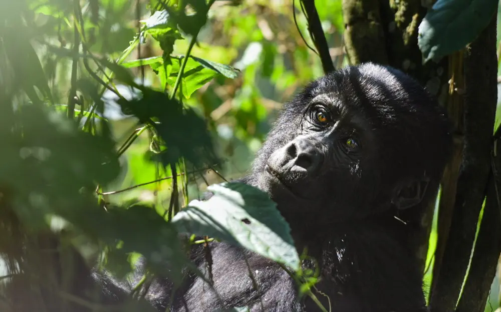 A gorilla reclines in the Bwindi Impenetrable Forest, Uganda.