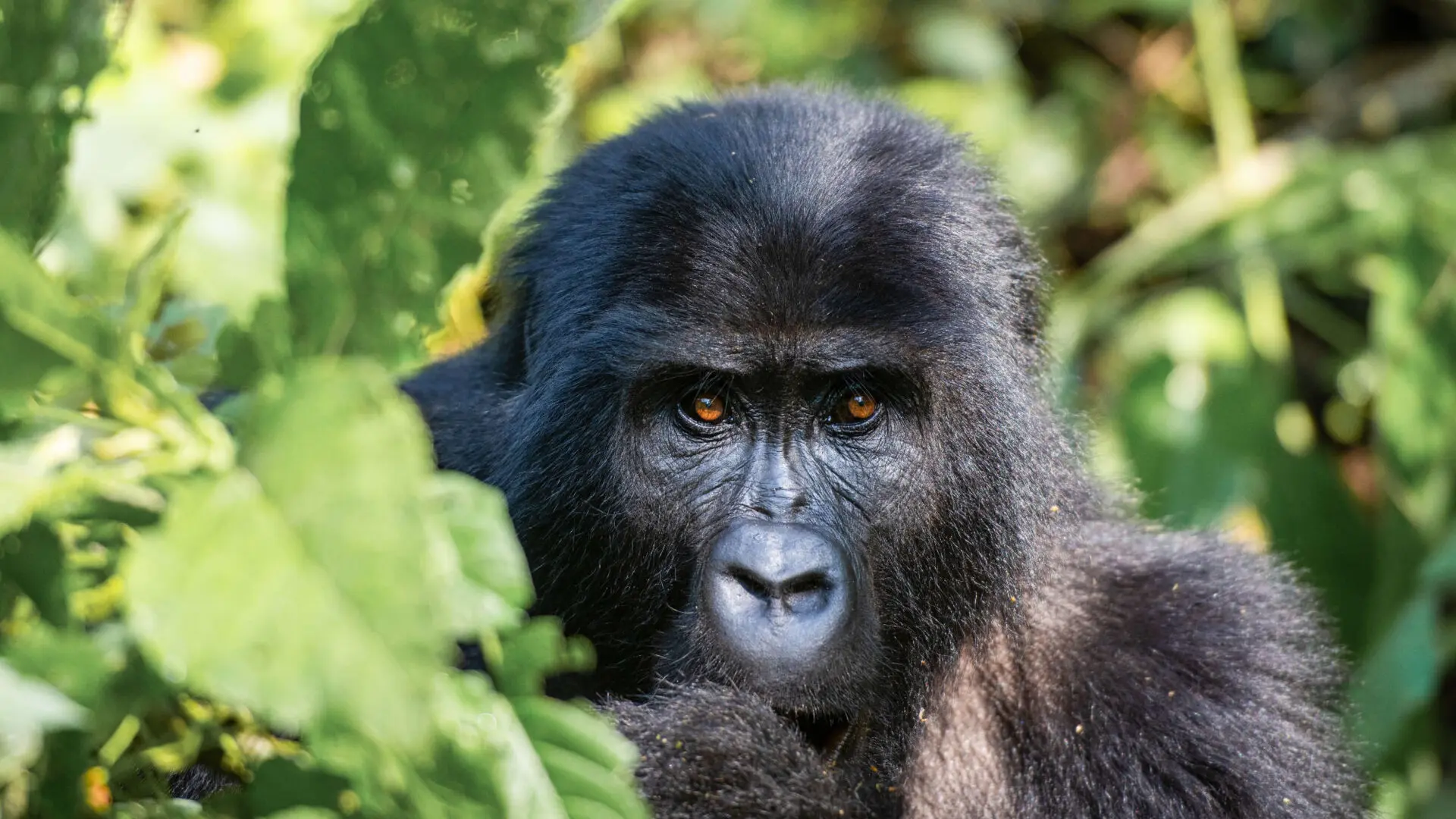 gorilla looking at the camera through the trees in bwindi impenetrable forest uganda