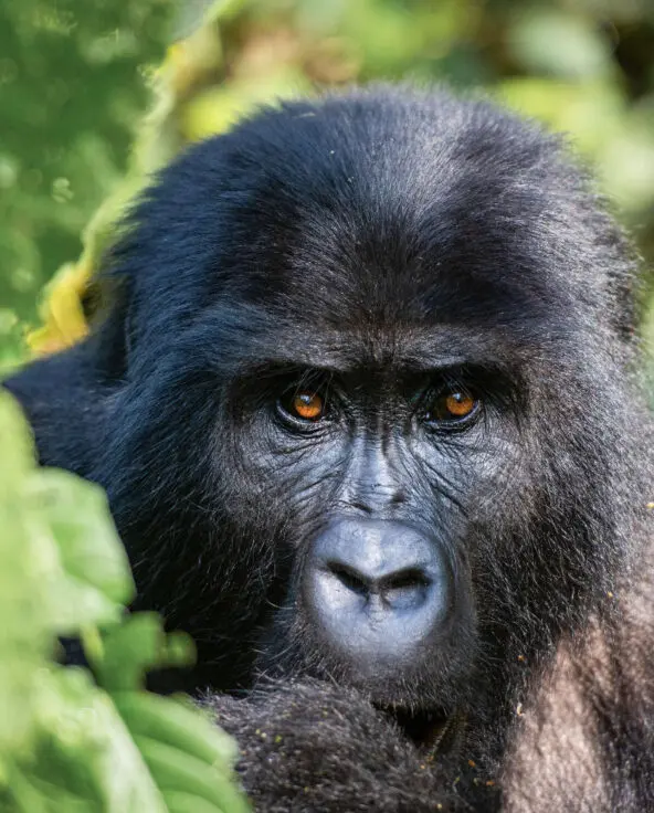gorilla looking at the camera through the trees in bwindi impenetrable forest uganda