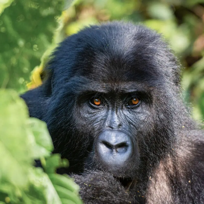 gorilla looking at the camera through the trees in bwindi impenetrable forest uganda