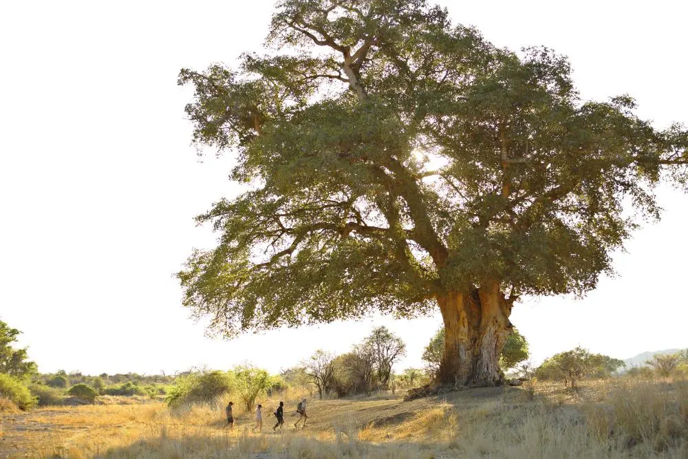 Exploring the Mwagusi riverbed on foot.