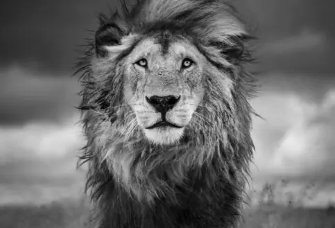 A front profile of Rasta, one of the golden boys.