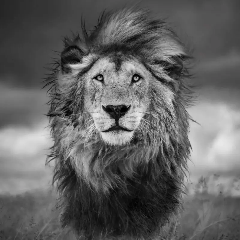 A front profile of Rasta, one of the golden boys.