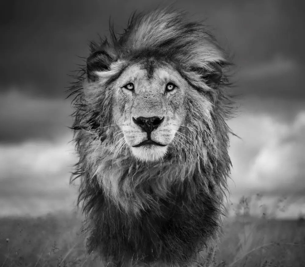 A front profile of Rasta, one of the golden boys.