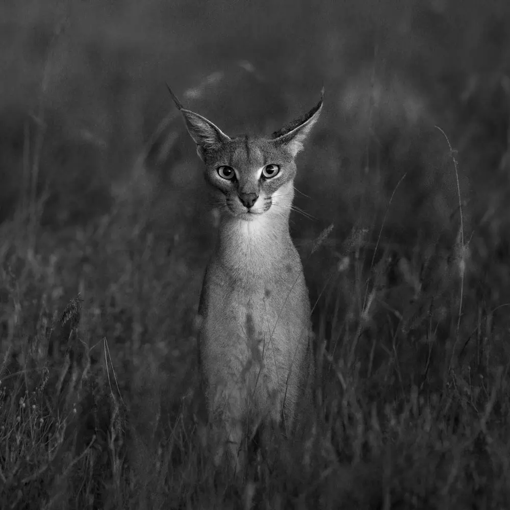 A caracal sits in the grass at Namiri Plains