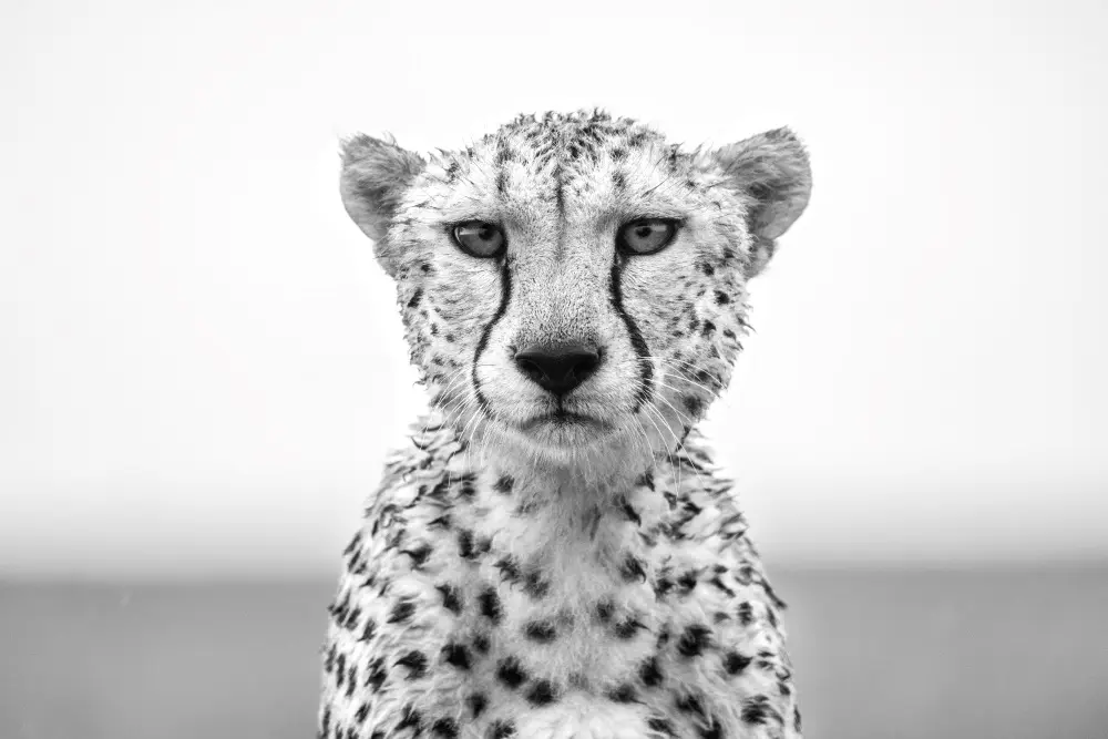 Portrait of a cheetah