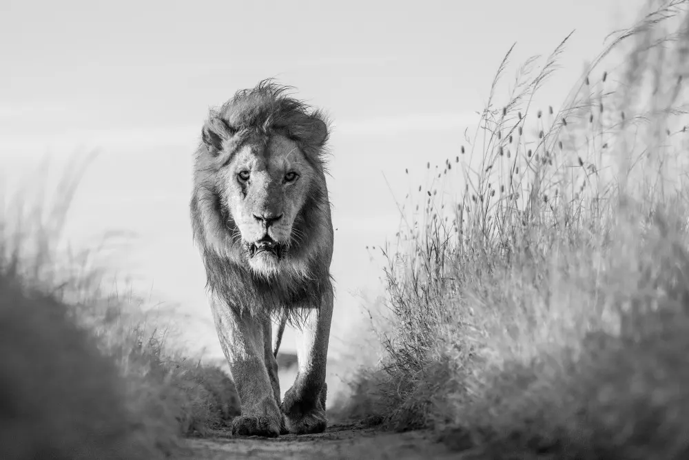 A male lion walks on a path through the grass