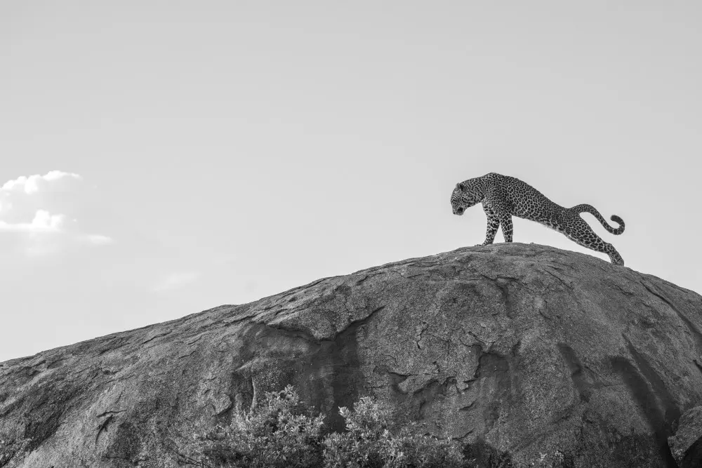 A leopard stretches atop a granite kopje in Namiri Plains