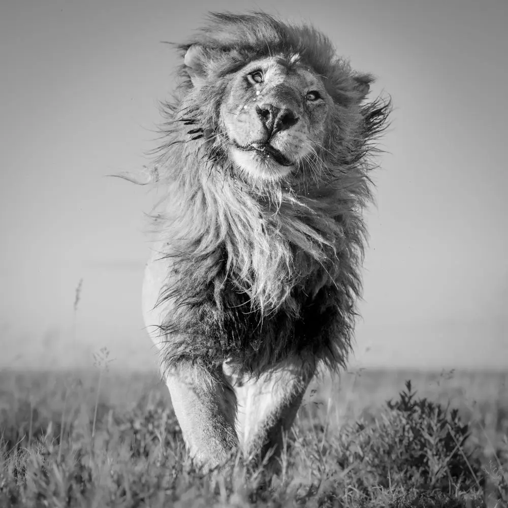 A male lion shakes his head
