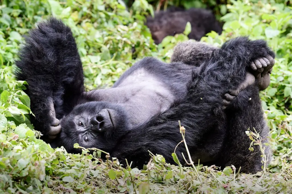 A gorilla relaxes on its back in a clearing in Rwanda