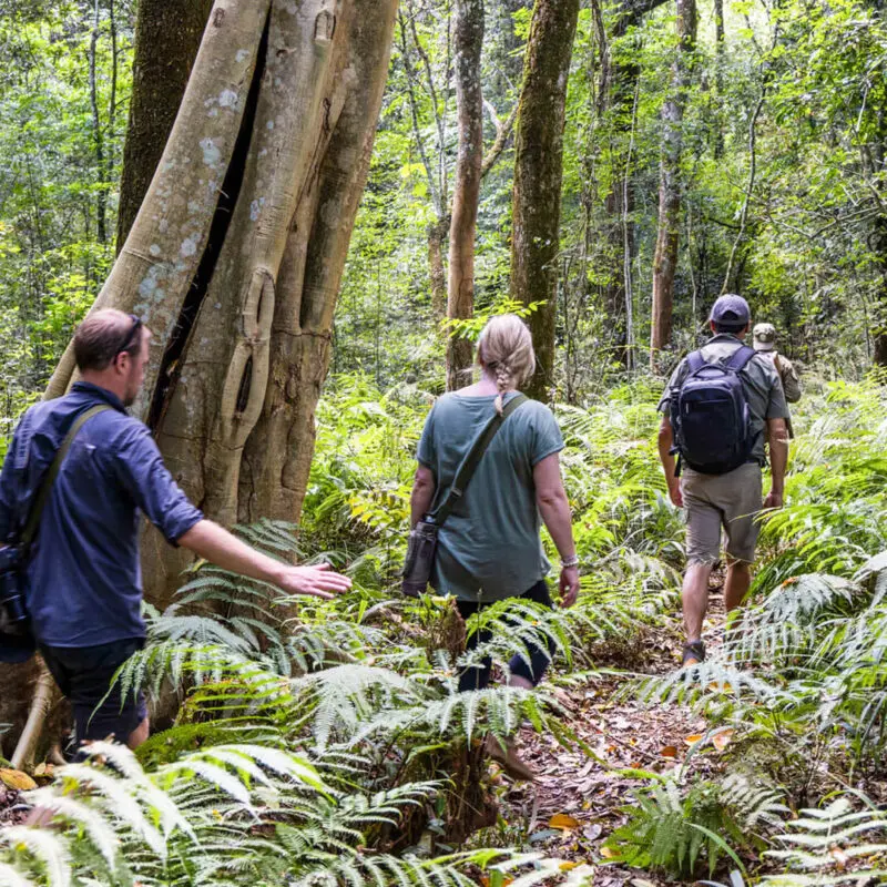 Lake Victoria, guided chimp trek safari