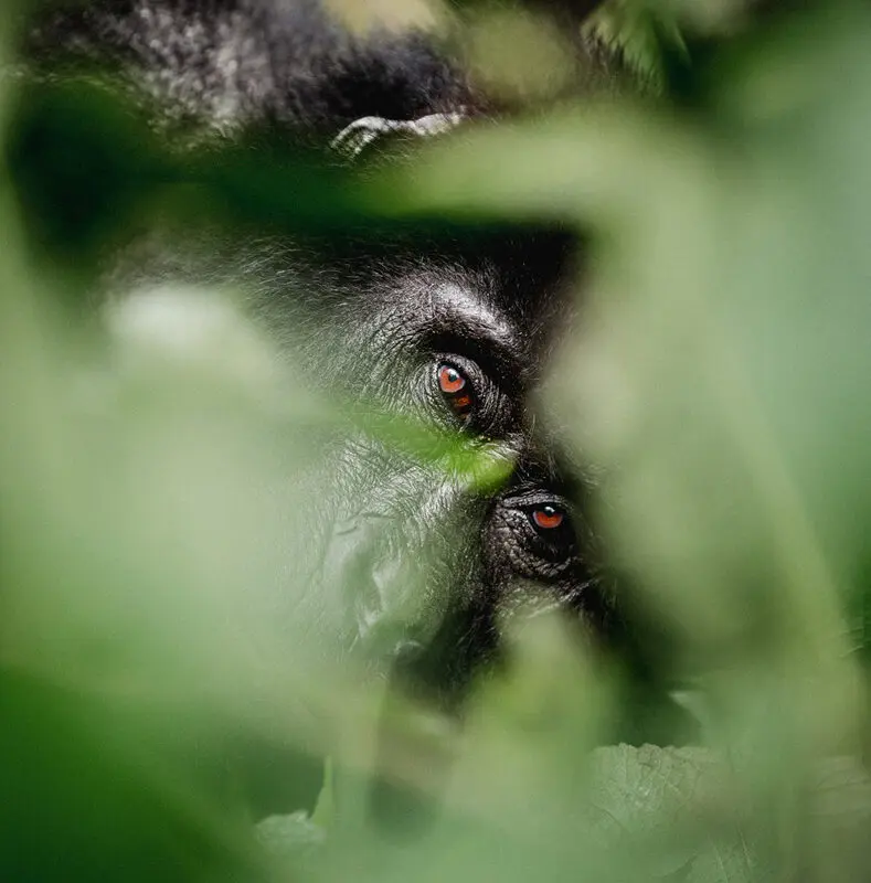gorilla between leaves looking out, eyes staring
