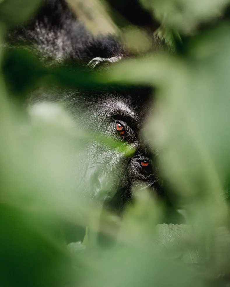 gorilla between leaves looking out, eyes staring