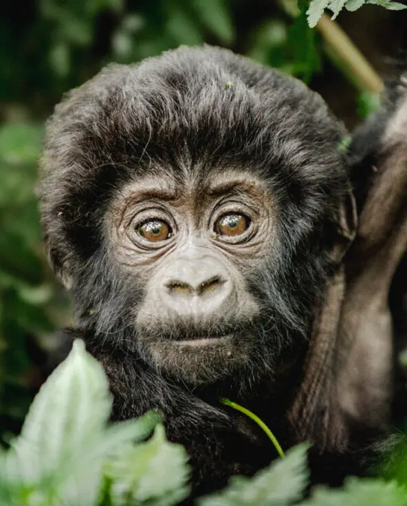 baby gorilla in the trees