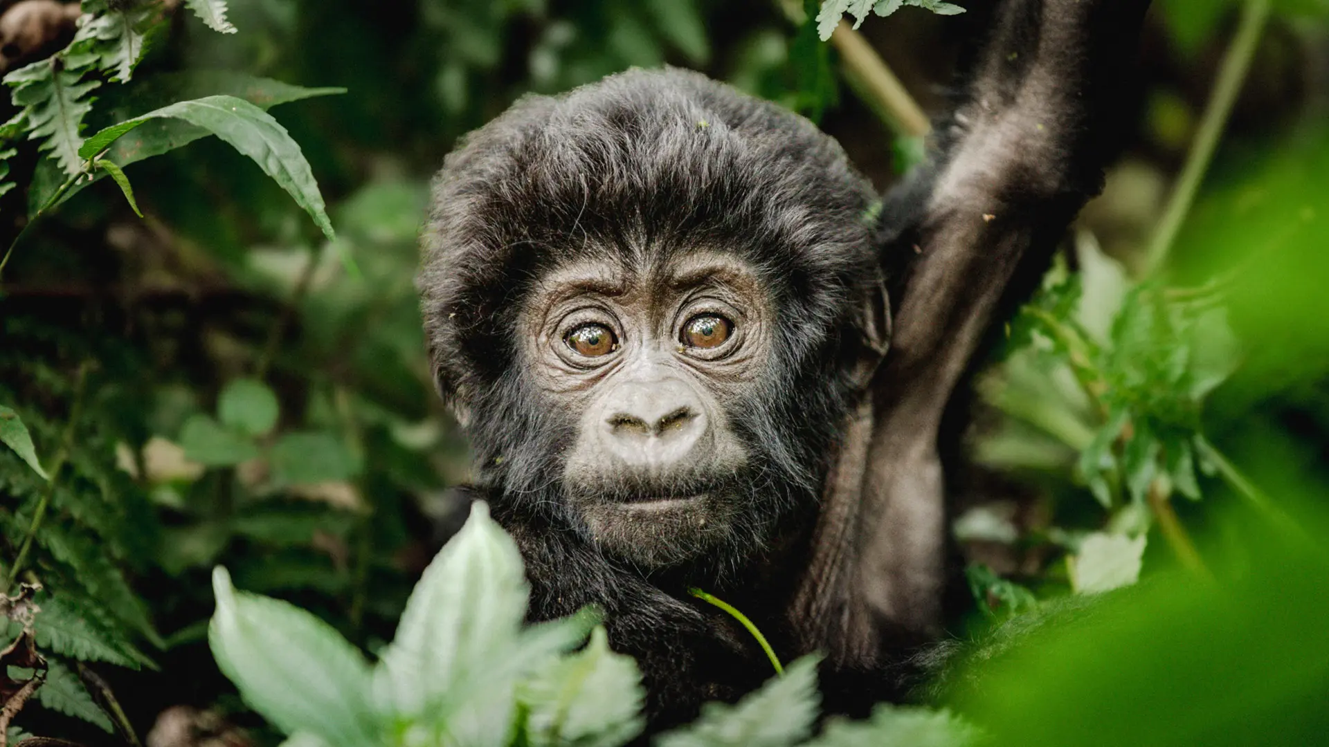 baby gorilla in the trees
