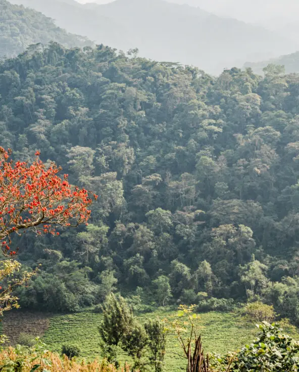 forest views, greenery and trees covering the landscape