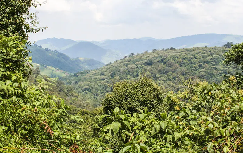 landscape of the forest and mountains, trees and leaves
