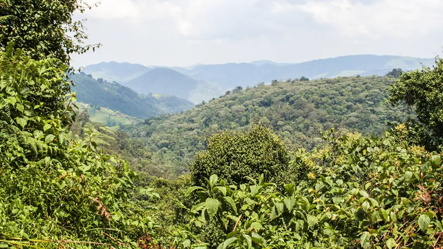 landscape of the forest and mountains, trees and leaves